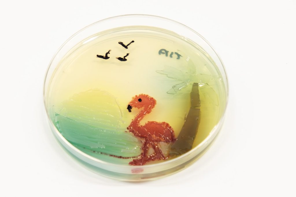 Colorful bacterial art in a petri dish shows a flamingo, tree, and birds against a tropical sky.